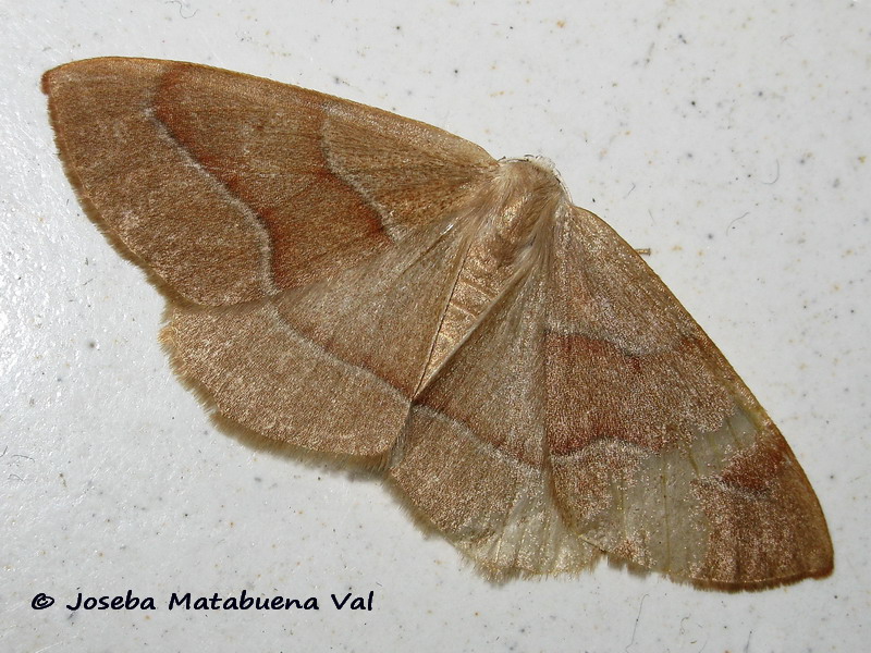 Hylaea fasciaria - Geometridae